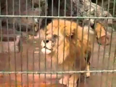 laion -
