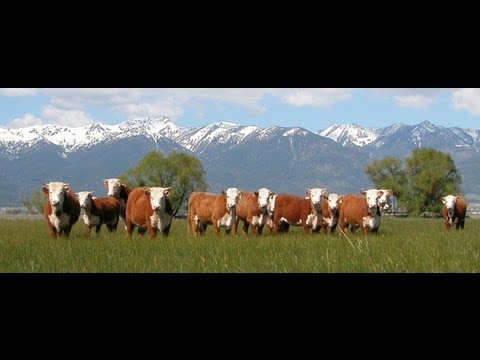 Chandler Hereford Cattle 100+ years ...