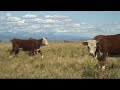 Chandler Hereford Heifers 100+ years of Genetics Chandler Hereford Heifers 100+ years of Genetics