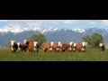 Chandler Hereford Heifers 100+ years of Genetics
