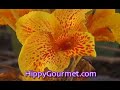 The Hippy Gourmet TV Show: Episode 51