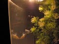 Pygmy Cories (Corydoras pygmaeus)