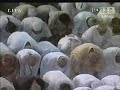 Makkah Taraweeh-(Night 10)-Sheikh Kalbani