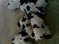 My cocker spaniel puppies My cocker spaniel puppies