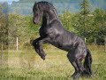 frison frison