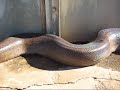 Giant DEAD Snake