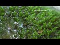 Entspannungs und  Relaxing Video - Der kleine Wasserfall