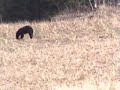 Maine Black Bear (Aroostook County)