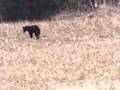 Maine Black Bear (Aroostook County)