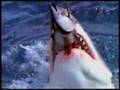 ＜サメ－Shark076－＞捕食3