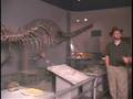 Dallas Museum of Natural History Dinosaurs