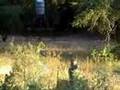 Bowhunting-miss-at-a