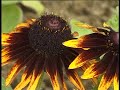 Blumen im Grugapark Essen teil2
