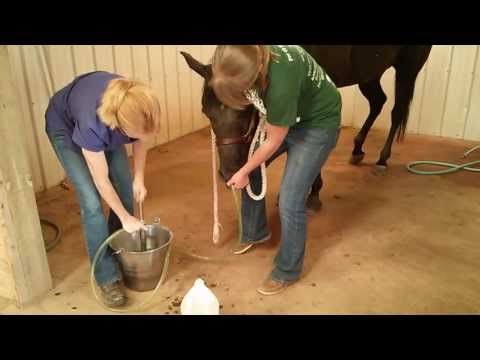 how to cure equine colic