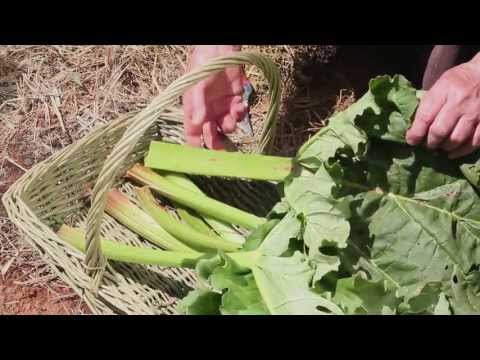 how to harvest rhubarb
