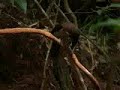 Dancing Bird