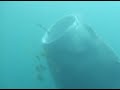 A Borneo Whale Shark in Kota Kinabalu