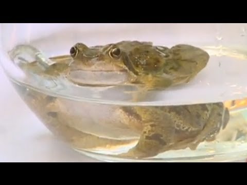 New Water: Froggy Flavour