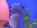 discus spawning