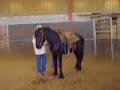éducation du jeune cheval
