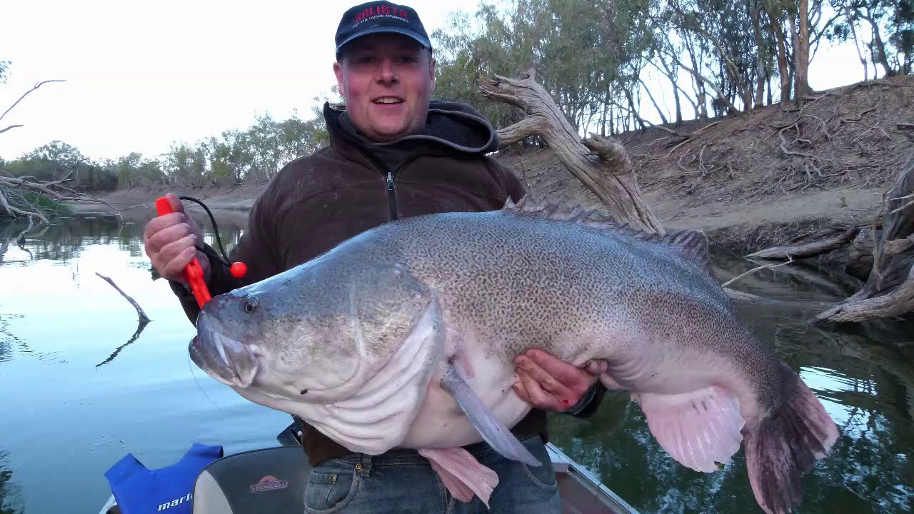 Murray Cod Balista Lures