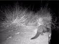 Vis�n Americano (Mustela vison)
