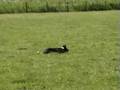 wish bij de schapen.