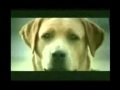 ΣΚΥΛΟΖΩΗ.wmv