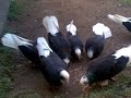 Gogo's Doneks (Black Boski)