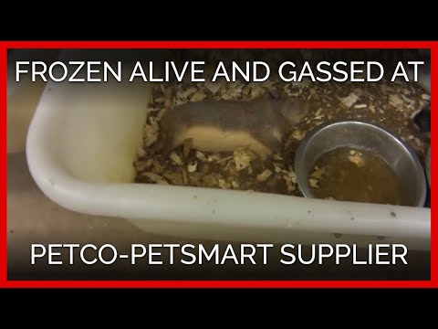 Pet City Pets - Review in Pet Stores category from Ypsilanti, Michigan