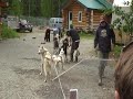 Alaska - July 2 - Talkeetna Dog Sledding - Part I