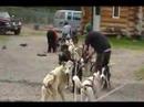 Alaska - July 2 - Talkeetna Dog Sledding - Part I