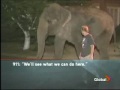 a 911 call about an elephant a 911 call about an elephant