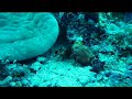 Diving at Manado #3 Diving at Manado #3