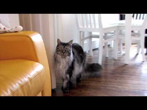 MAINE COON