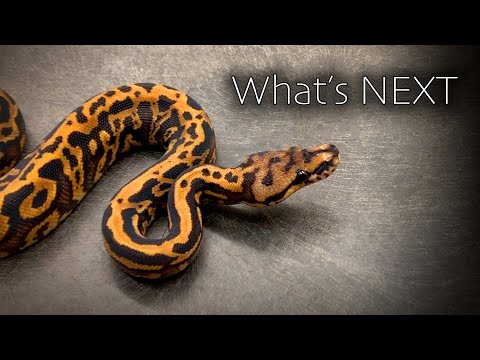 YouTube reptile video