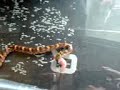 Goins Kingsnake