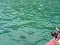 Pesca pumalal