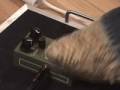 videos de Maxon d&s vintage distortion pedal demo with Strat and Dr Z Maz 18 AMP