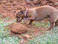 Daschund Digging!