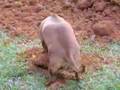 Daschund Digging!