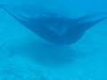 Raies Mantas - Anau - Bora Bora