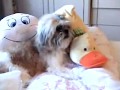 Shih Tzu video
