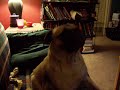 Pug digging for gold