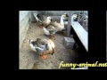 Goose scratch itchy