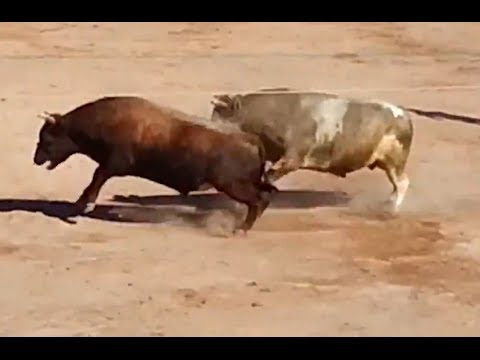 Tigres+Asesinos ... . Download Free Pictures, Images and Photos Pelea De Toros Asesinos