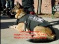 Top 10 Guard Dogs In The World - YouTube