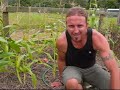 Growing Corn