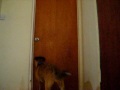 Mango's Separation Anxiety