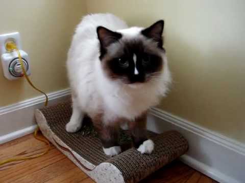 0 Imperial Cat Lounge